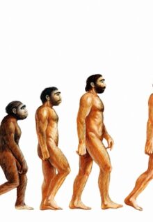 15461 human evolution